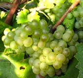 Bacchus