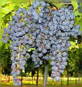 Cabernet Cubin