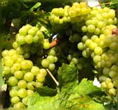 Mller-Thurgau
