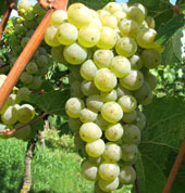 Riesling