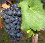 Schwarzriesling