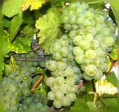 Silvaner